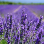 Wieso verwendet man Lavendel in einem Parfum? 
Die Antwort finden Sie in unserem Blog